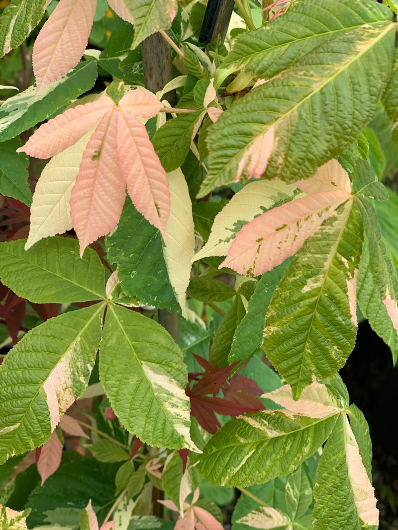 - Aesculus turbinata 'Marble Chip' Variegated Japanese Horse Chestnut - Mr Maple │ Buy Japanese Maple Trees