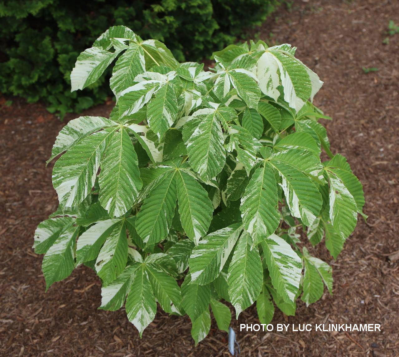 Aesculus turbinata Japanese Horse Chestnut - Thumbnail 5