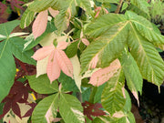 - Aesculus turbinata 'Marble Chip' Variegated Japanese Horse Chestnut - Mr Maple │ Buy Japanese Maple Trees