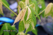 - Aesculus turbinata 'Marble Chip' Variegated Japanese Horse Chestnut - Mr Maple │ Buy Japanese Maple Trees