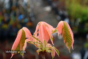 - Aesculus turbinata 'Marble Chip' Variegated Japanese Horse Chestnut - Mr Maple │ Buy Japanese Maple Trees