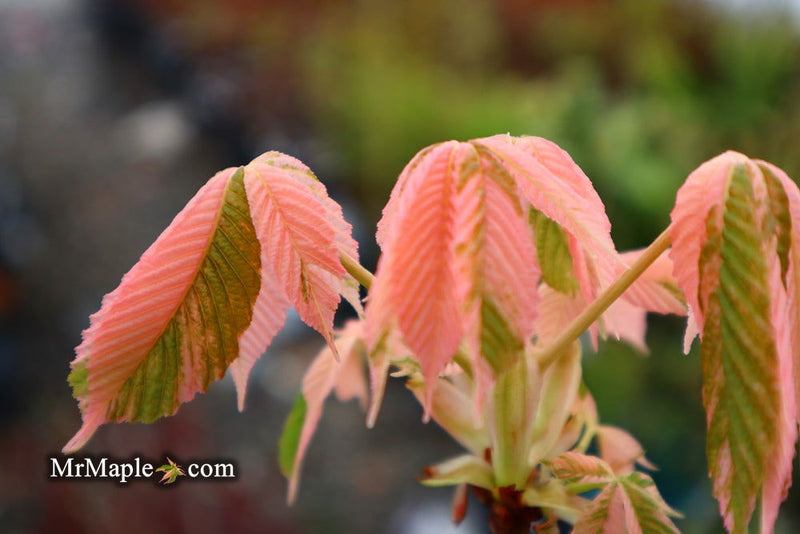 - Aesculus turbinata 'Marble Chip' Variegated Japanese Horse Chestnut - Mr Maple │ Buy Japanese Maple Trees