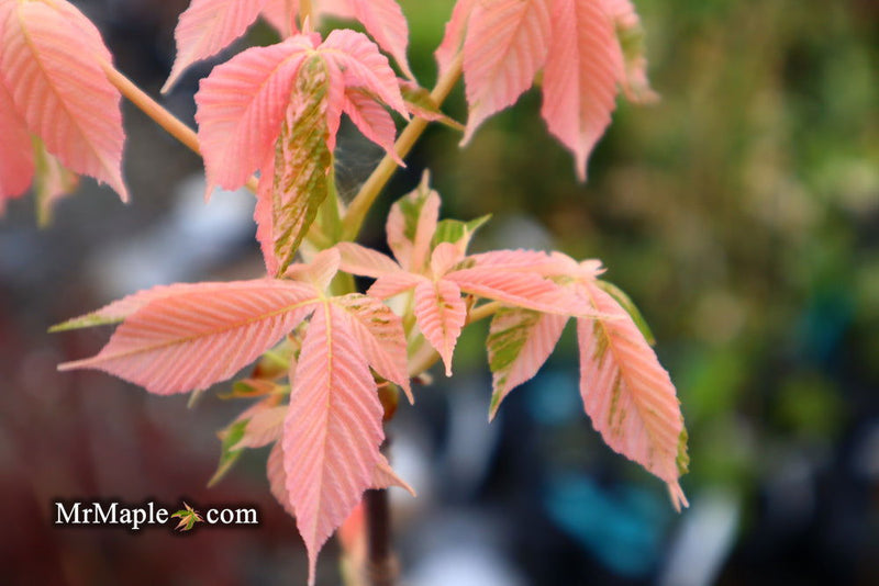 - Aesculus turbinata 'Marble Chip' Variegated Japanese Horse Chestnut - Mr Maple │ Buy Japanese Maple Trees