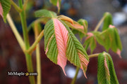 - Aesculus turbinata 'Marble Chip' Variegated Japanese Horse Chestnut - Mr Maple │ Buy Japanese Maple Trees
