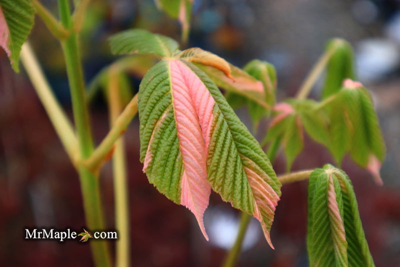 - Aesculus turbinata 'Marble Chip' Variegated Japanese Horse Chestnut - Mr Maple │ Buy Japanese Maple Trees