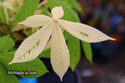 - Aesculus turbinata 'Marble Chip' Variegated Japanese Horse Chestnut - Mr Maple │ Buy Japanese Maple Trees