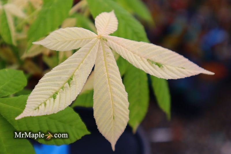 - Aesculus turbinata 'Marble Chip' Variegated Japanese Horse Chestnut - Mr Maple │ Buy Japanese Maple Trees