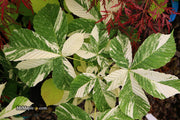 - Aesculus turbinata 'Marble Chip' Variegated Japanese Horse Chestnut - Mr Maple │ Buy Japanese Maple Trees