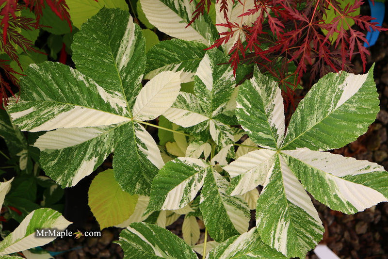 - Aesculus turbinata 'Marble Chip' Variegated Japanese Horse Chestnut - Mr Maple │ Buy Japanese Maple Trees