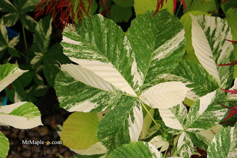 - Aesculus turbinata 'Marble Chip' Variegated Japanese Horse Chestnut - Mr Maple │ Buy Japanese Maple Trees