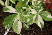 - Aesculus turbinata 'Marble Chip' Variegated Japanese Horse Chestnut - Mr Maple │ Buy Japanese Maple Trees