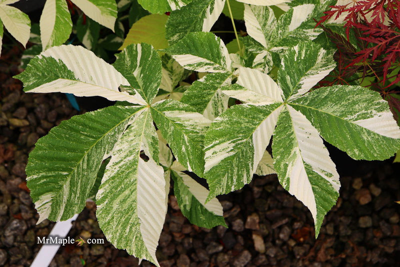 - Aesculus turbinata 'Marble Chip' Variegated Japanese Horse Chestnut - Mr Maple │ Buy Japanese Maple Trees