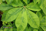 - Aesculus x carnea 'Aureomarginata' Variegated Red Horse Chestnut - Mr Maple │ Buy Japanese Maple Trees