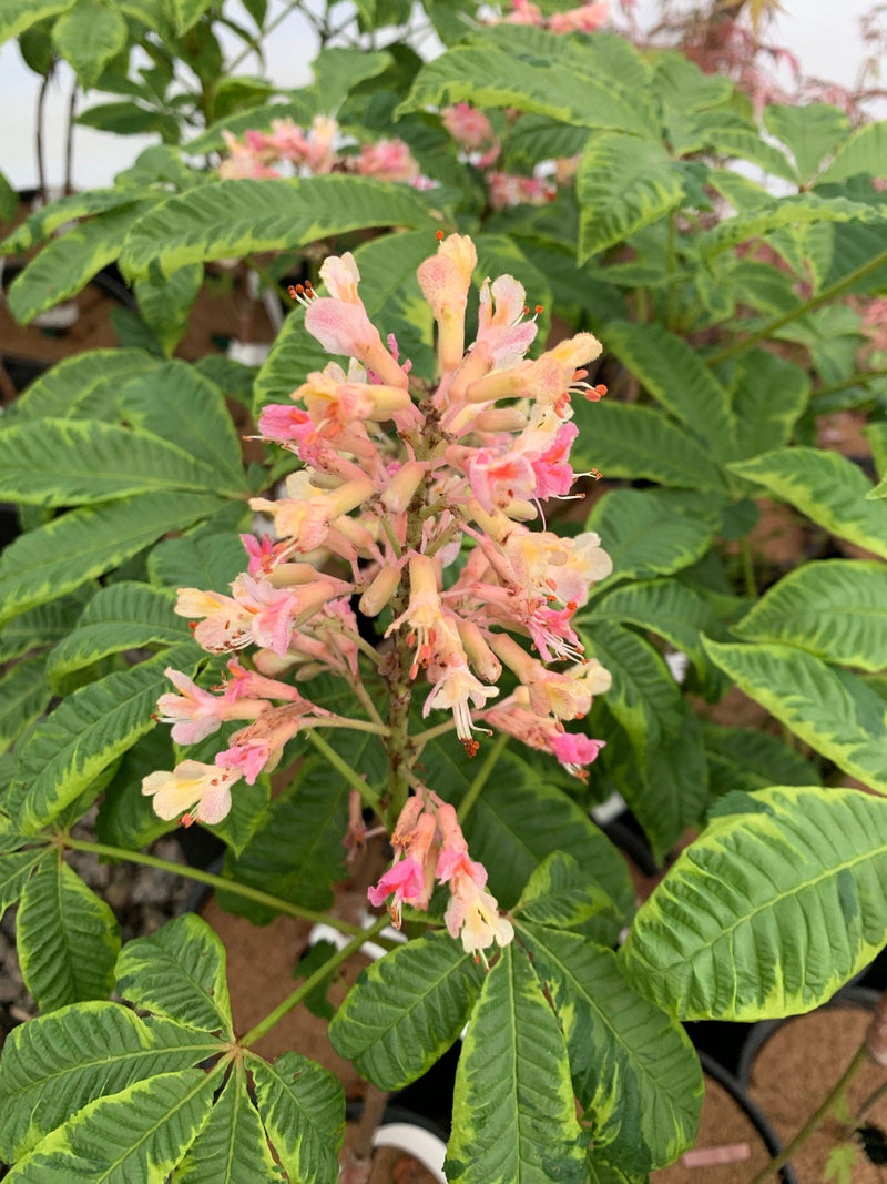 - Aesculus x carnea 'Aureomarginata' Variegated Red Horse Chestnut - Mr Maple │ Buy Japanese Maple Trees