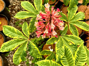 - Aesculus x carnea 'Aureomarginata' Variegated Red Horse Chestnut - Mr Maple │ Buy Japanese Maple Trees