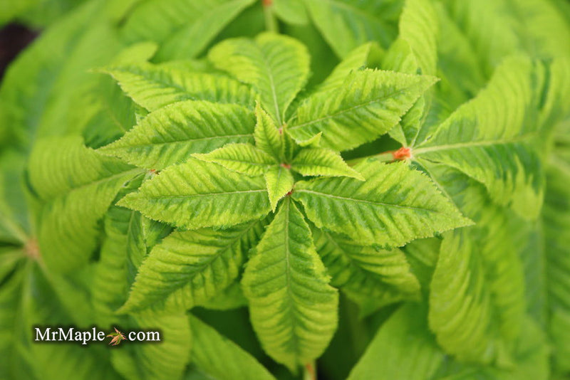 - Aesculus x carnea 'Aureomarginata' Variegated Red Horse Chestnut - Mr Maple │ Buy Japanese Maple Trees