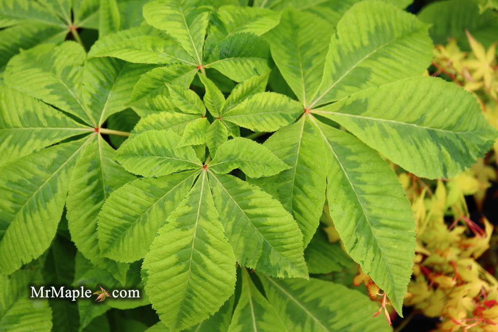 Aesculus x carnea Horse Chestnut
