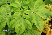 - Aesculus x carnea 'Aureomarginata' Variegated Red Horse Chestnut - Mr Maple │ Buy Japanese Maple Trees