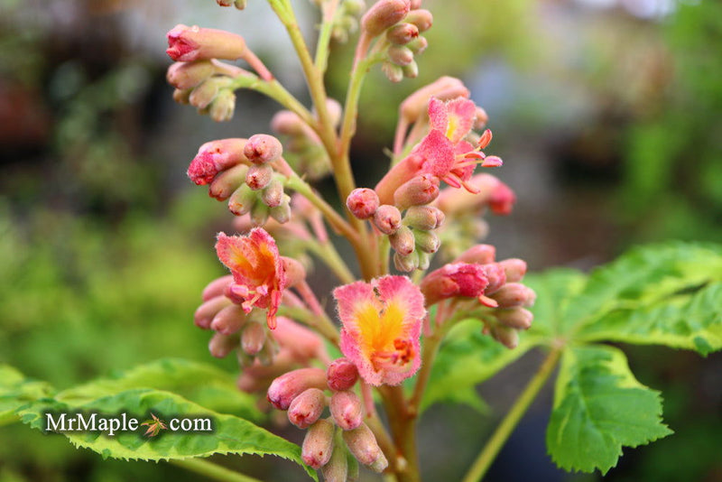 - Aesculus x carnea 'Aureomarginata' Variegated Red Horse Chestnut - Mr Maple │ Buy Japanese Maple Trees