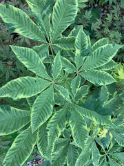 - Aesculus x carnea 'Aureomarginata' Variegated Red Horse Chestnut - Mr Maple │ Buy Japanese Maple Trees