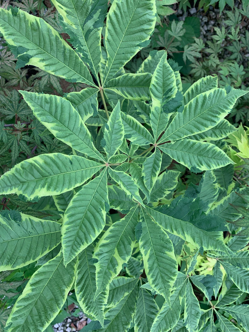 - Aesculus x carnea 'Aureomarginata' Variegated Red Horse Chestnut - Mr Maple │ Buy Japanese Maple Trees