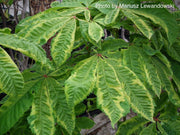 - Aesculus x carnea 'Aureomarginata' Variegated Red Horse Chestnut - Mr Maple │ Buy Japanese Maple Trees