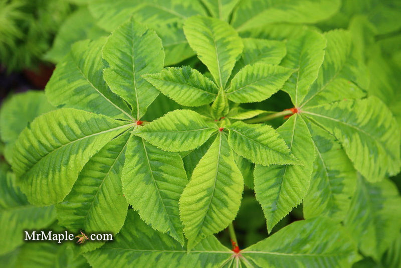 - Aesculus x carnea 'Aureomarginata' Variegated Red Horse Chestnut - Mr Maple │ Buy Japanese Maple Trees