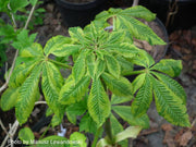 - Aesculus x carnea 'Aureomarginata' Variegated Red Horse Chestnut - Mr Maple │ Buy Japanese Maple Trees