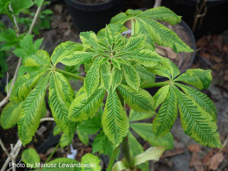 - Aesculus x carnea 'Aureomarginata' Variegated Red Horse Chestnut - Mr Maple │ Buy Japanese Maple Trees