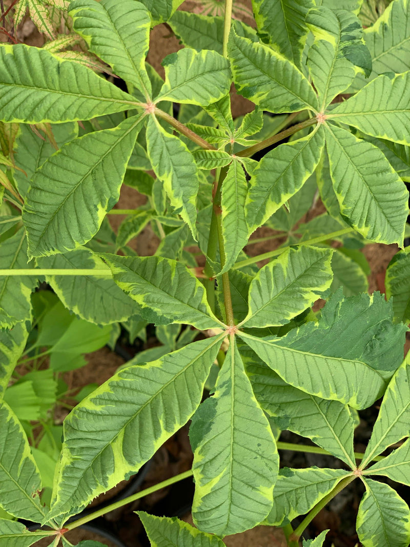 - Aesculus x carnea 'Aureomarginata' Variegated Red Horse Chestnut - Mr Maple │ Buy Japanese Maple Trees