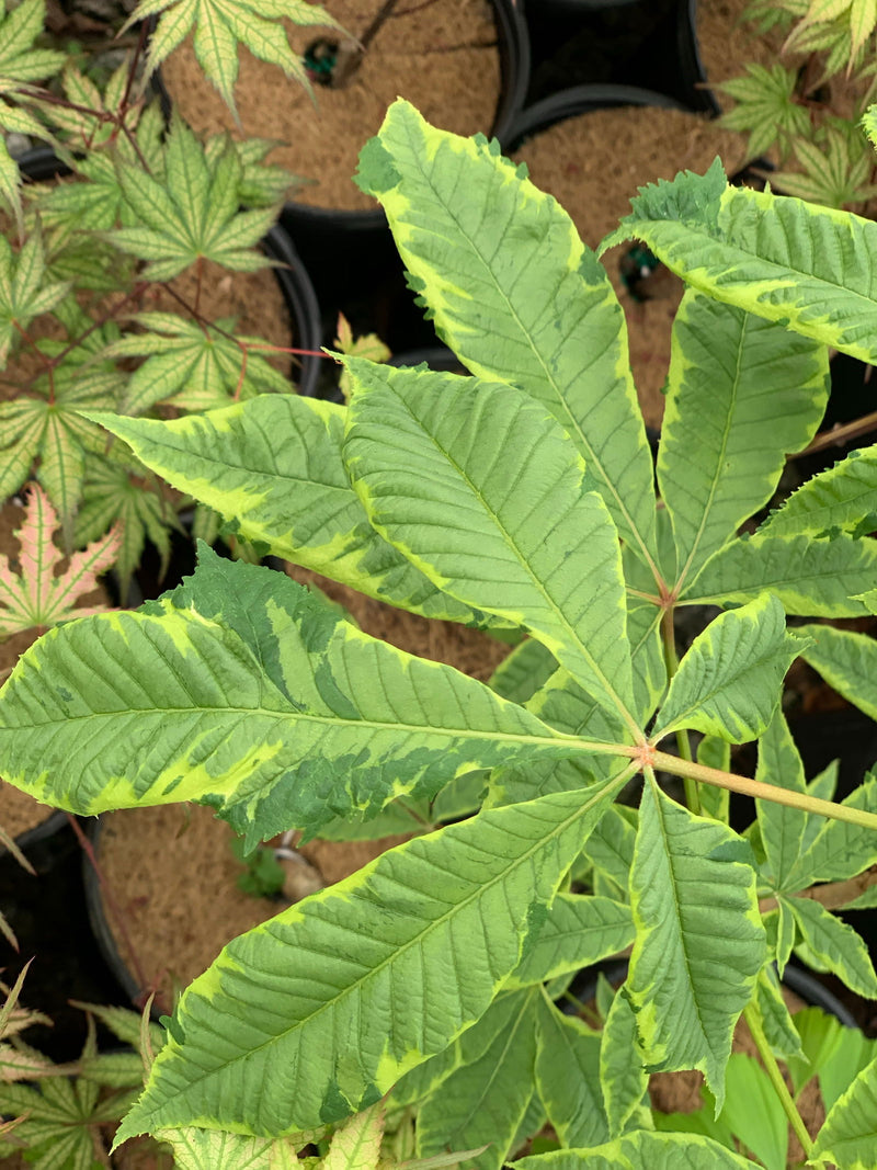 - Aesculus x carnea 'Aureomarginata' Variegated Red Horse Chestnut - Mr Maple │ Buy Japanese Maple Trees
