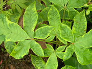 - Aesculus x carnea 'Aureomarginata' Variegated Red Horse Chestnut - Mr Maple │ Buy Japanese Maple Trees