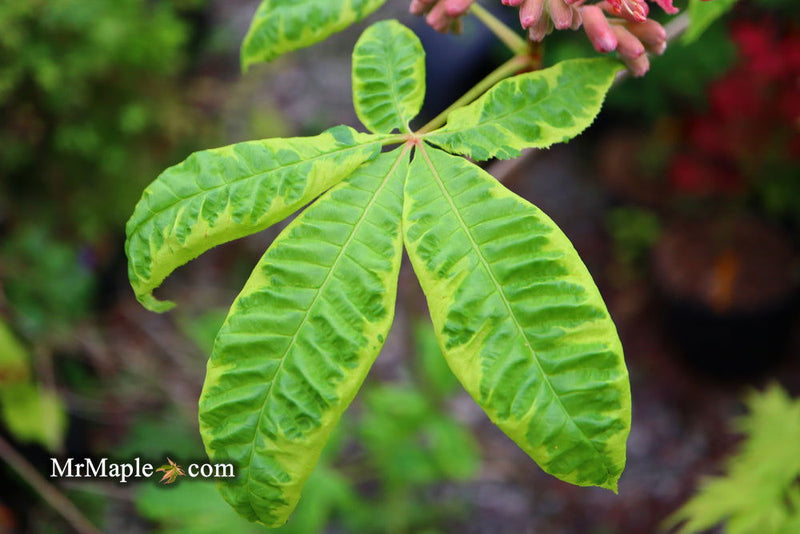 - Aesculus x carnea 'Aureomarginata' Variegated Red Horse Chestnut - Mr Maple │ Buy Japanese Maple Trees