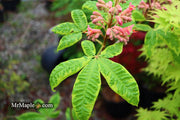 - Aesculus x carnea 'Aureomarginata' Variegated Red Horse Chestnut - Mr Maple │ Buy Japanese Maple Trees