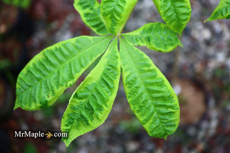- Aesculus x carnea 'Aureomarginata' Variegated Red Horse Chestnut - Mr Maple │ Buy Japanese Maple Trees