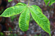 - Aesculus x carnea 'Aureomarginata' Variegated Red Horse Chestnut - Mr Maple │ Buy Japanese Maple Trees