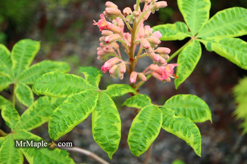Aesculus x carnea Horse Chestnut - Thumbnail 4