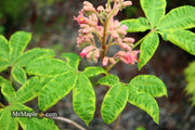 - Aesculus x carnea 'Aureomarginata' Variegated Red Horse Chestnut - Mr Maple │ Buy Japanese Maple Trees