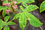 - Aesculus x carnea 'Aureomarginata' Variegated Red Horse Chestnut - Mr Maple │ Buy Japanese Maple Trees