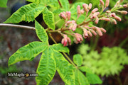 - Aesculus x carnea 'Aureomarginata' Variegated Red Horse Chestnut - Mr Maple │ Buy Japanese Maple Trees
