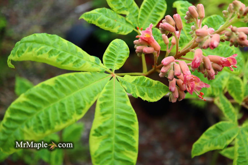 - Aesculus x carnea 'Aureomarginata' Variegated Red Horse Chestnut - Mr Maple │ Buy Japanese Maple Trees