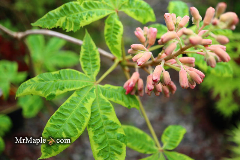 - Aesculus x carnea 'Aureomarginata' Variegated Red Horse Chestnut - Mr Maple │ Buy Japanese Maple Trees