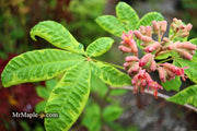 - Aesculus x carnea 'Aureomarginata' Variegated Red Horse Chestnut - Mr Maple │ Buy Japanese Maple Trees