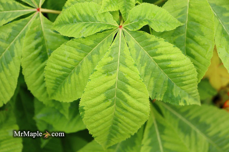 - Aesculus x carnea 'Aureomarginata' Variegated Red Horse Chestnut - Mr Maple │ Buy Japanese Maple Trees