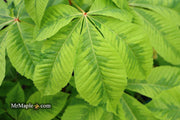 - Aesculus x carnea 'Aureomarginata' Variegated Red Horse Chestnut - Mr Maple │ Buy Japanese Maple Trees