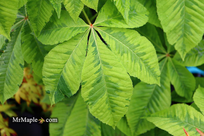 - Aesculus x carnea 'Aureomarginata' Variegated Red Horse Chestnut - Mr Maple │ Buy Japanese Maple Trees