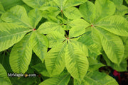- Aesculus x carnea 'Aureomarginata' Variegated Red Horse Chestnut - Mr Maple │ Buy Japanese Maple Trees