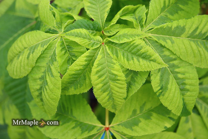 - Aesculus x carnea 'Aureomarginata' Variegated Red Horse Chestnut - Mr Maple │ Buy Japanese Maple Trees
