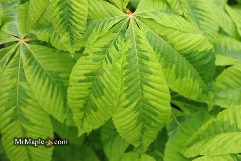 - Aesculus x carnea 'Aureomarginata' Variegated Red Horse Chestnut - Mr Maple │ Buy Japanese Maple Trees