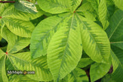 - Aesculus x carnea 'Aureomarginata' Variegated Red Horse Chestnut - Mr Maple │ Buy Japanese Maple Trees
